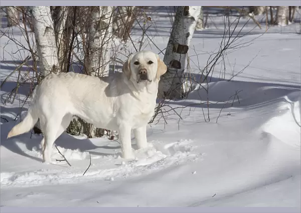 Yellow Labrador retriever in fresh snow, Clinton, Connecticut, USA