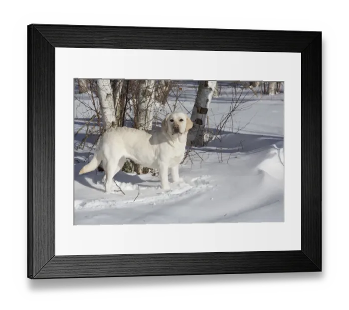 Framed Print : Yellow Labrador retriever in fresh snow, Clinton, Connecticut, USA Framed Print : Yellow Labrador retriever in fresh snow, Clinton, Connecticut, USA