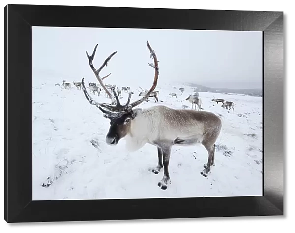 Reindeer (Rangifer tarandus) reintroduced herd on Cairngorm Mountains, Cairngorm National Park