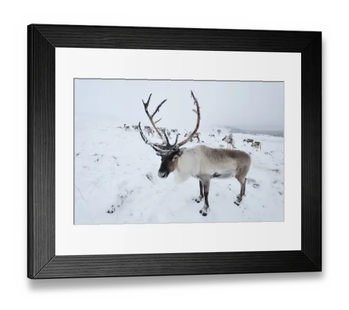 Framed Print : Reindeer (Rangifer tarandus) reintroduced herd on Cairngorm Mountains, Cairngorm National Park