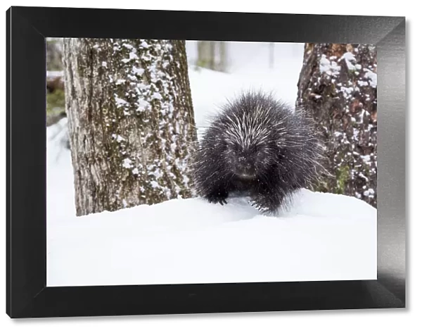North American porcupine (Erethizon dorsatum) in snow, Vermont, USA