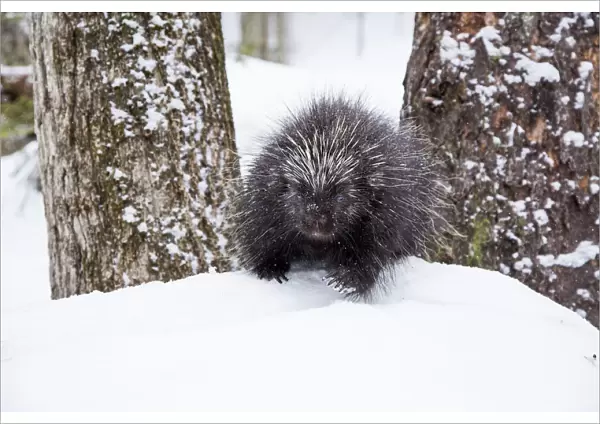 North American porcupine (Erethizon dorsatum) in snow, Vermont, USA