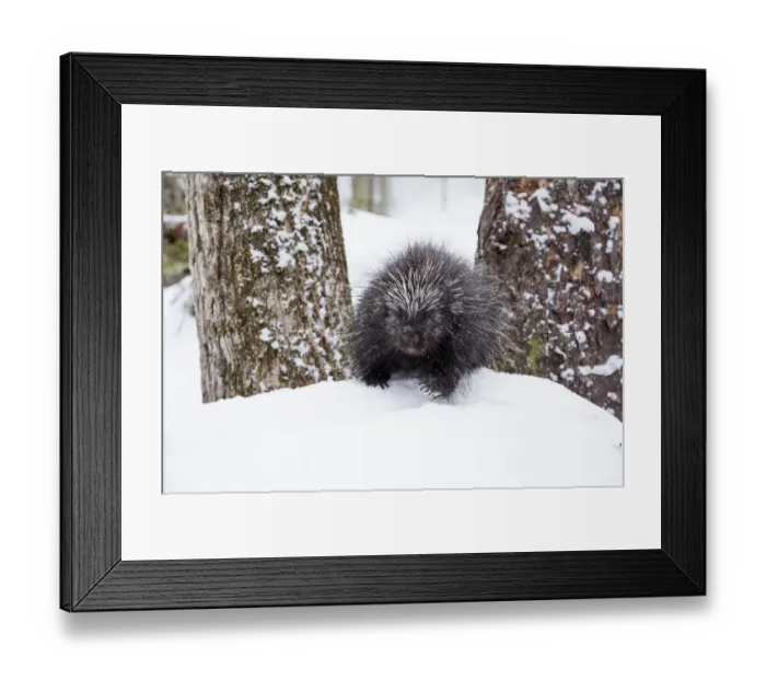 Framed Print : North American porcupine (Erethizon dorsatum) in snow, Vermont, USA Framed Print : North American porcupine (Erethizon dorsatum) in snow, Vermont, USA