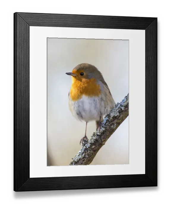Framed Print : Robin (Erithacus rubecula) at RSPB Leighton Moss Bird Reserve, Silverdale, Lancashire, England, UK