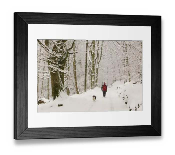 Framed Print : Women walking the dog in heavy snow near Ambleside, England, UK. March 2006 Framed Print : Women walking the dog in heavy snow near Ambleside, England, UK. March 2006