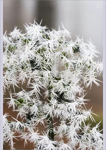 Needle ice on Holly leaves (Ilex europaeus) in a woodland in Ambleside Cumbria UK