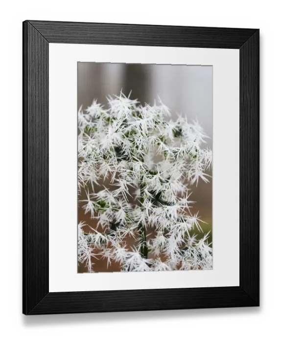 Framed Print : Needle ice on Holly leaves (Ilex europaeus) in a woodland in Ambleside Cumbria UK Framed Print : Needle ice on Holly leaves (Ilex europaeus) in a woodland in Ambleside Cumbria UK