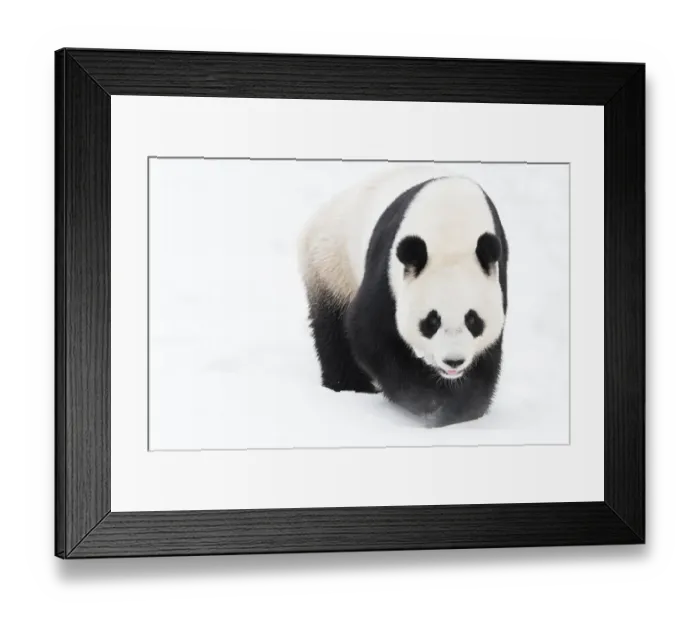 Framed Print : RF - Giant panda (Ailuropoda melanoleuca) in snow, captive Framed Print : RF - Giant panda (Ailuropoda melanoleuca) in snow, captive
