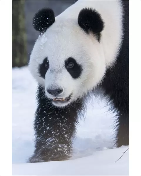 Giant panda (Ailuropoda melanoleuca) in snow, captive