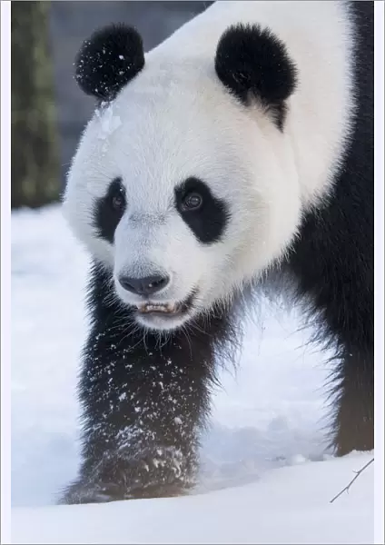 Giant panda (Ailuropoda melanoleuca) in snow, captive