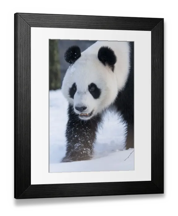 Framed Print : Giant panda (Ailuropoda melanoleuca) in snow, captive Framed Print : Giant panda (Ailuropoda melanoleuca) in snow, captive