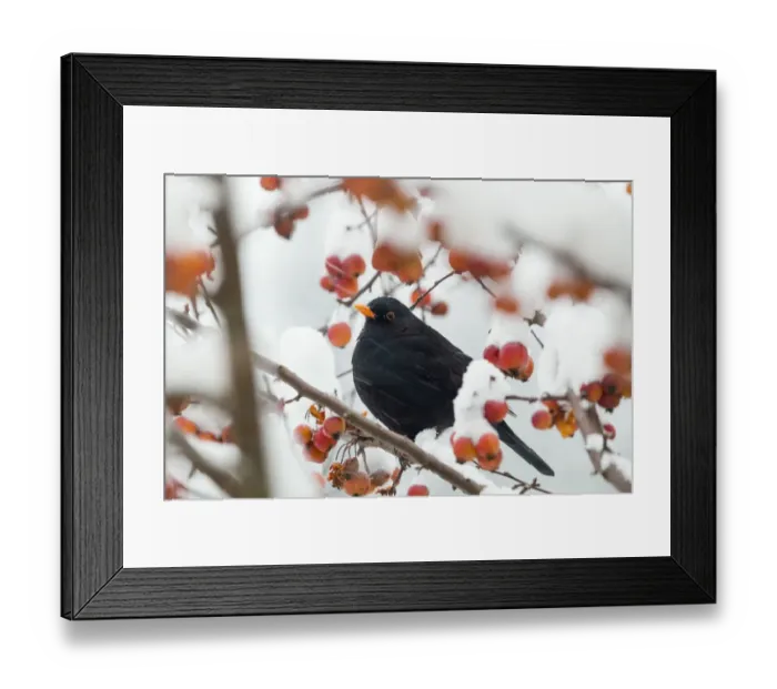 Framed Print : Blackbird (Turdus merula) male in winter, Bavaria, Germany, December Framed Print : Blackbird (Turdus merula) male in winter, Bavaria, Germany, December