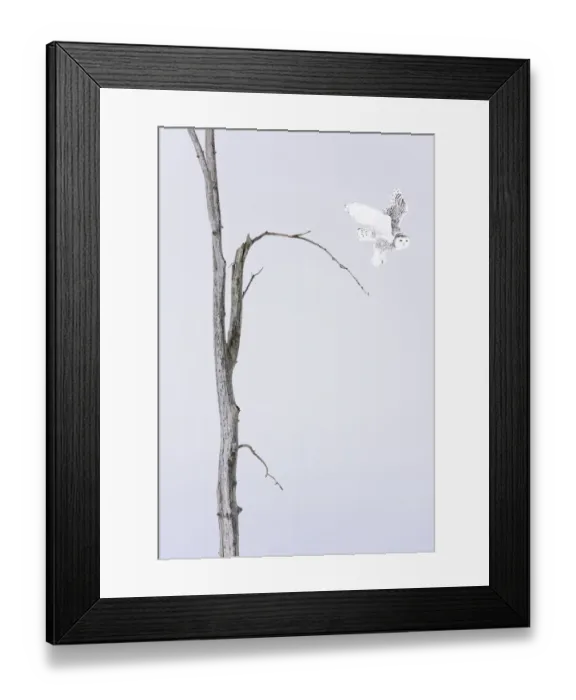 Framed Print : Snowy owl (Bubo scandiacus) Female taking off the winter tree, Quebec, Canada Framed Print : Snowy owl (Bubo scandiacus) Female taking off the winter tree, Quebec, Canada