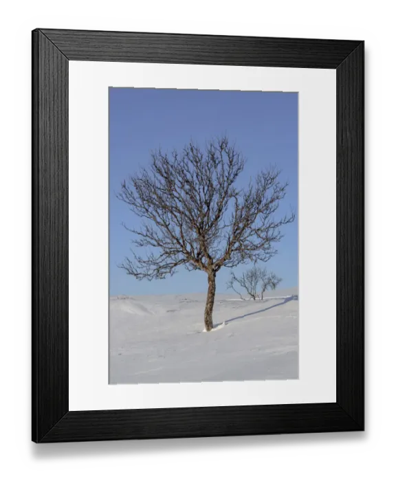 Framed Print : Willow ptarmigan (Lagopus lagopus) resting in snow, Taymyr Peninsula, Siberia, Russia Framed Print : Willow ptarmigan (Lagopus lagopus) resting in snow, Taymyr Peninsula, Siberia, Russia