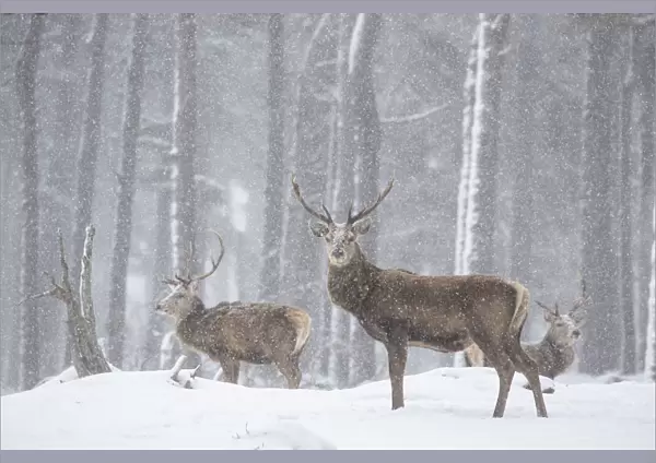 Red deer (Cervus elaphus) stags in snowy Pine forest. Scotland, UK. March