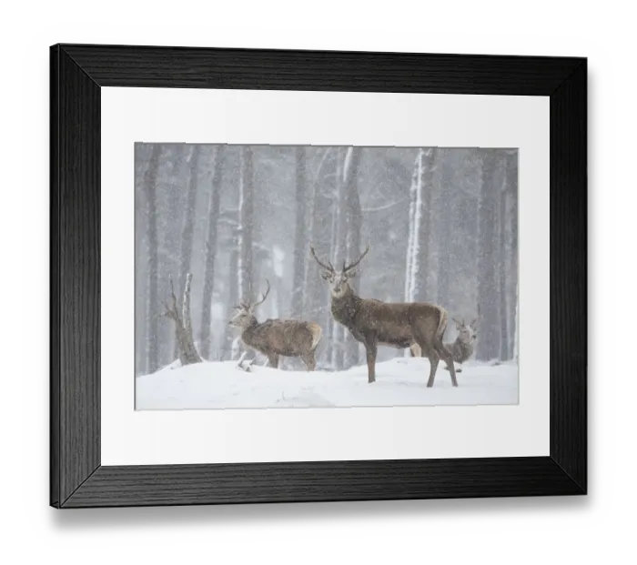 Framed Print : Red deer (Cervus elaphus) stags in snowy Pine forest. Scotland, UK. March Framed Print : Red deer (Cervus elaphus) stags in snowy Pine forest. Scotland, UK. March
