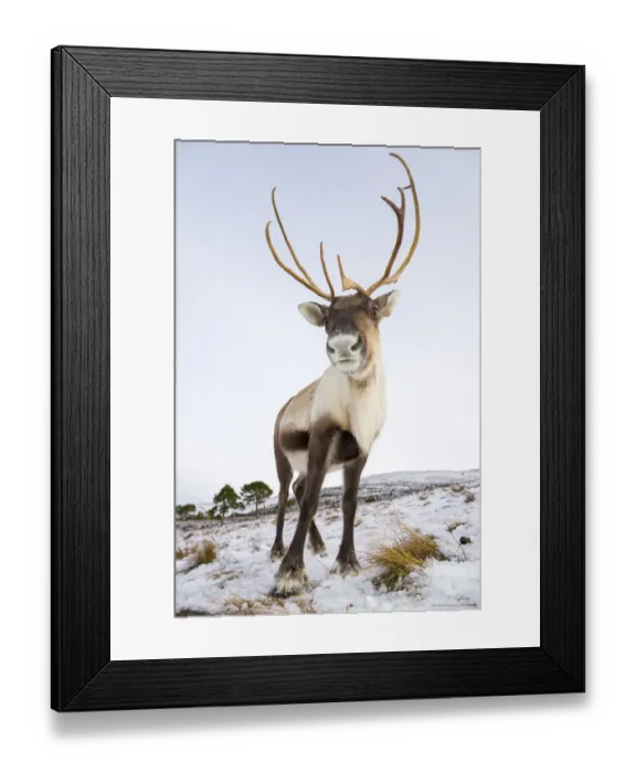 Framed Print : Reindeer (Rangifer tarandus) female near Aviemore, Cairngorms National Park, Scotland Framed Print : Reindeer (Rangifer tarandus) female near Aviemore, Cairngorms National Park, Scotland