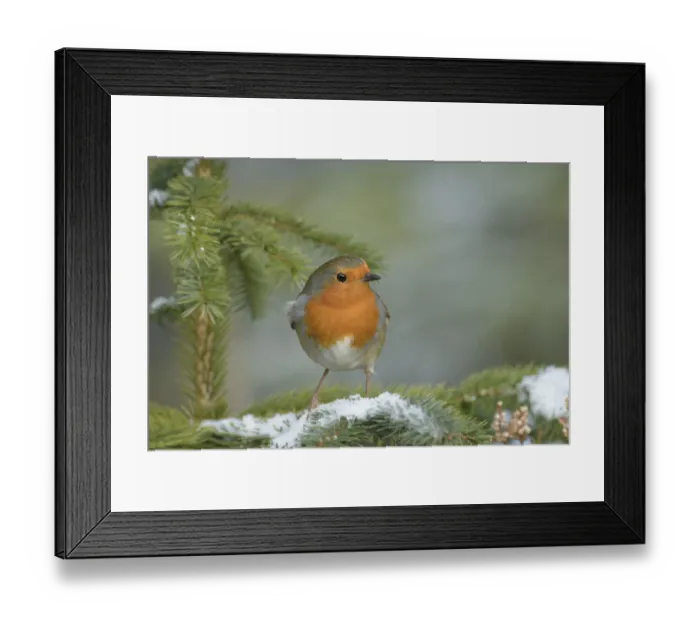 Framed Print : Robin (Erithacus rubecula), Black Isle, Scotland. February Framed Print : Robin (Erithacus rubecula), Black Isle, Scotland. February