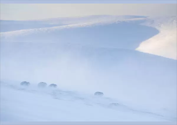Mountain hare, (Lepus timidus), four animals on snowy hillside in winter, Scotland, UK
