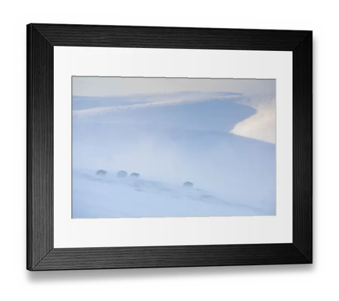 Framed Print : Mountain hare, (Lepus timidus), four animals on snowy hillside in winter, Scotland, UK Framed Print : Mountain hare, (Lepus timidus), four animals on snowy hillside in winter, Scotland, UK