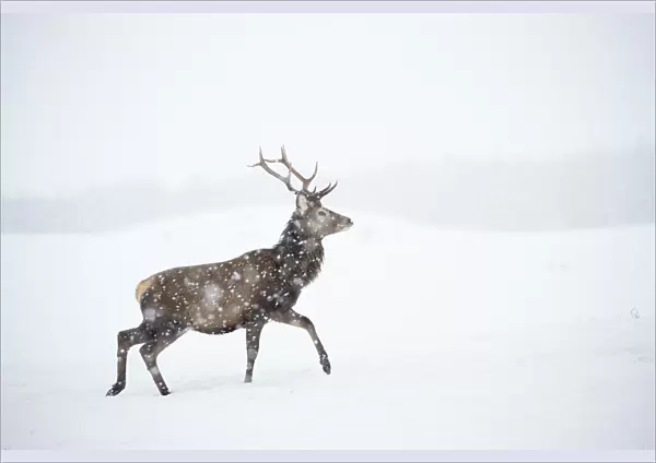 Red deer, (Cervus elaphus), stag in falling snow on moorland, Scotland, UK. February