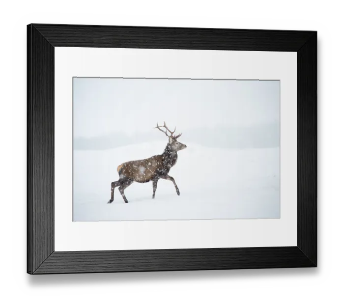 Framed Print : Red deer, (Cervus elaphus), stag in falling snow on moorland, Scotland, UK.February Framed Print : Red deer, (Cervus elaphus), stag in falling snow on moorland, Scotland, UK.February