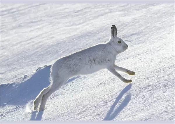 Mountain hare (Lepus timidus) running across a snow covered landscape, Scotland, UK, February