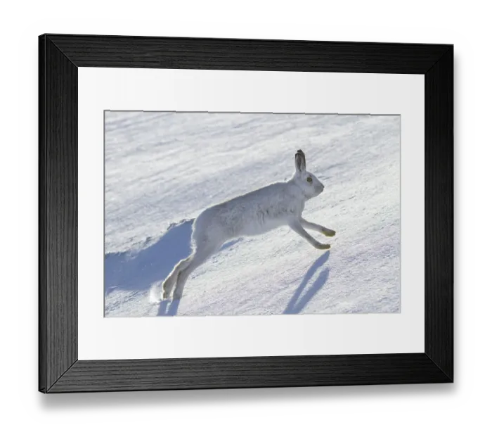 Framed Print : Mountain hare (Lepus timidus) running across a snow covered landscape, Scotland, UK, February