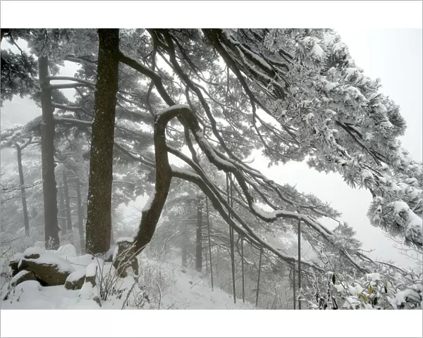 Huangshan pine (Pinus huangensis) in snow, Huangshan  /  Yellow Mountain, UNESCO World Heritage Site