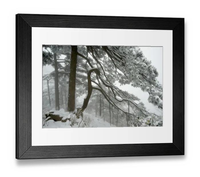 Framed Print : Huangshan pine (Pinus huangensis) in snow, Huangshan / Yellow Mountain, UNESCO World Heritage Site Framed Print : Huangshan pine (Pinus huangensis) in snow, Huangshan / Yellow Mountain, UNESCO World Heritage Site