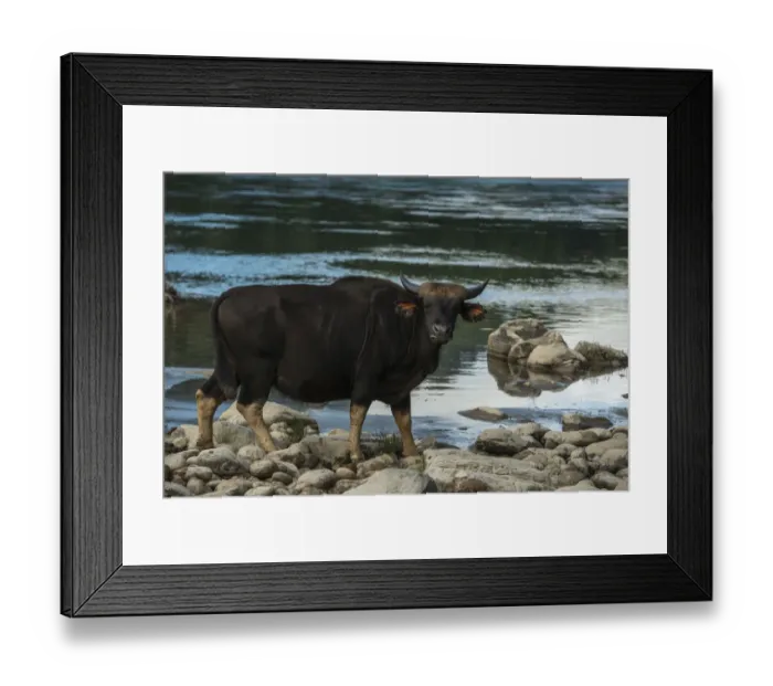 Framed Print : Gayal / Mithun (Bos frontalis) on river bank. Arunachal Pradesh, North East India Framed Print : Gayal / Mithun (Bos frontalis) on river bank. Arunachal Pradesh, North East India