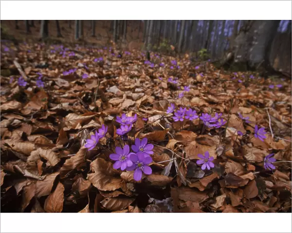 Hepatica {Hepatica nobilis} flowering in beech woods. Germany
