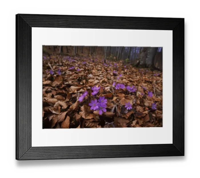 Framed Print : Hepatica {Hepatica nobilis} flowering in beech woods. Germany Framed Print : Hepatica {Hepatica nobilis} flowering in beech woods. Germany