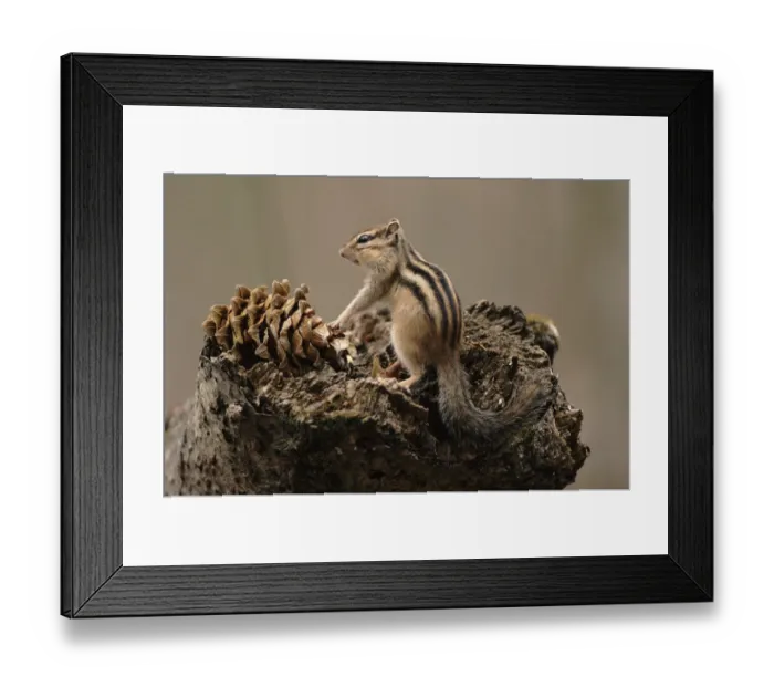 Framed Print : Siberian chipmunk (Eutamias sibiricus) feeding. Ussuriland, South Primorskiy, Russia Framed Print : Siberian chipmunk (Eutamias sibiricus) feeding. Ussuriland, South Primorskiy, Russia