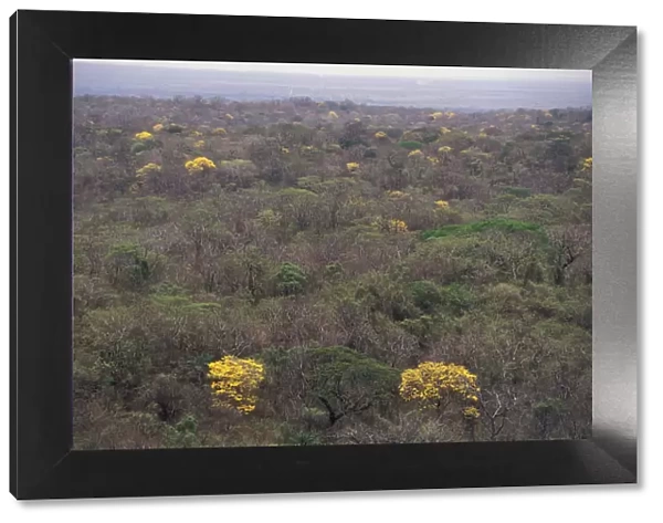 Flowering Trumpet flower trees {Tabebuia sp} in tropical dry forest, Santa Rosa NP