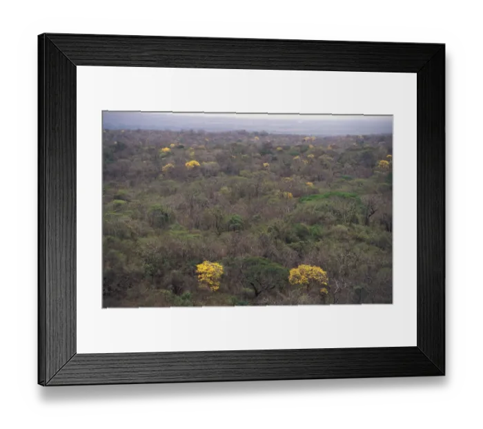 Framed Print : Flowering Trumpet flower trees {Tabebuia sp} in tropical dry forest, Santa Rosa NP Framed Print : Flowering Trumpet flower trees {Tabebuia sp} in tropical dry forest, Santa Rosa NP