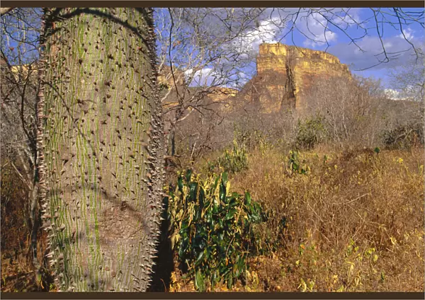 Caatinga tree. Note thorns. Drought resistant species, storing water in swollen trunk