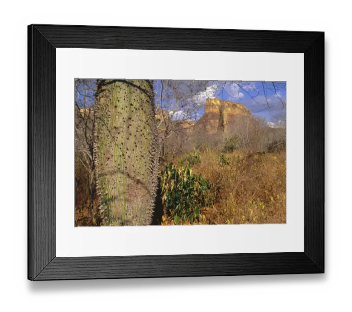 Framed Print : Caatinga tree. Note thorns. Drought resistant species, storing water in swollen trunk Framed Print : Caatinga tree. Note thorns. Drought resistant species, storing water in swollen trunk