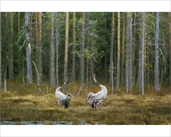 Common cranes displaying by woodland {Grus grus} Finland