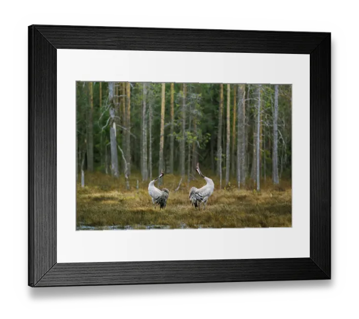 Framed Print : Common cranes displaying by woodland {Grus grus} Finland Framed Print : Common cranes displaying by woodland {Grus grus} Finland