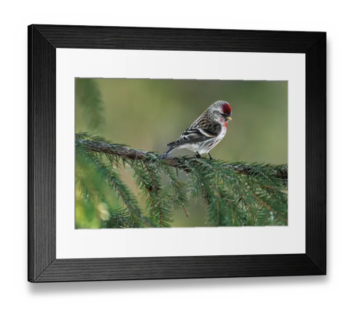 Framed Print : Redpoll {Carduelis flammea} Finland Framed Print : Redpoll {Carduelis flammea} Finland