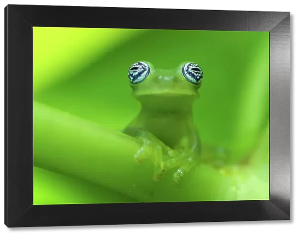 Ghost glass frog (Centrolenella ilex) portrait, Costa Rica