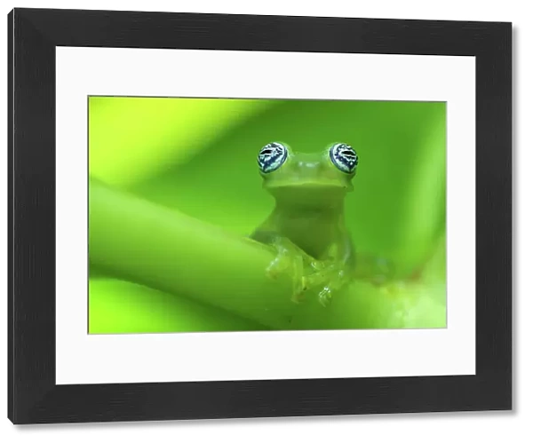 Ghost glass frog (Centrolenella ilex) portrait, Costa Rica