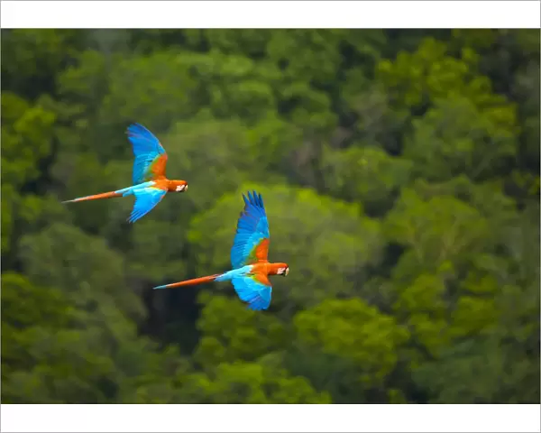 Green winged macaw (Ara chloroptera) pair flying, Chapada dos Guimaraes, Mato Grosso