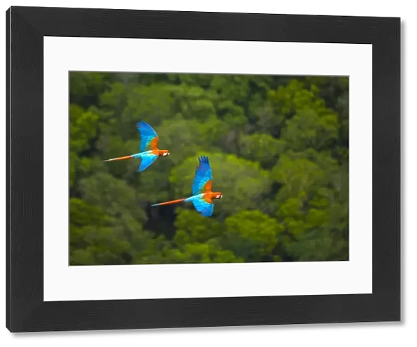 Green winged macaw (Ara chloroptera) pair flying, Chapada dos Guimaraes, Mato Grosso