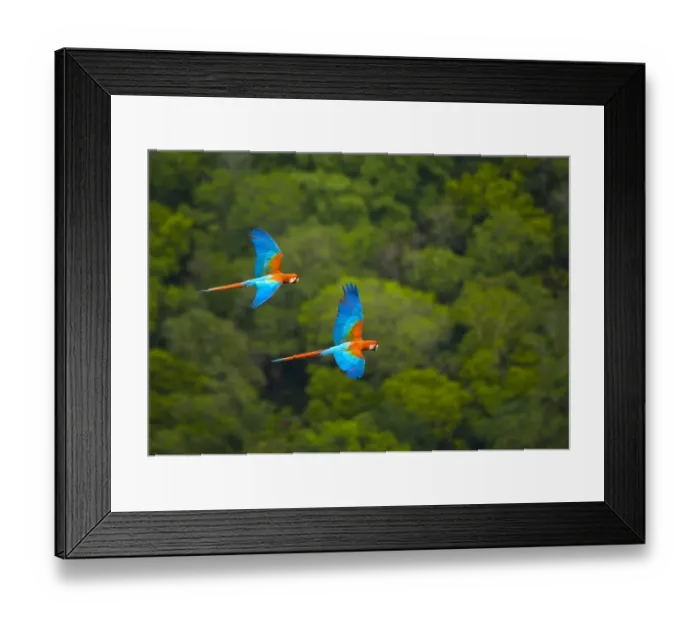 Framed Print : Green winged macaw (Ara chloroptera) pair flying, Chapada dos Guimaraes, Mato Grosso Framed Print : Green winged macaw (Ara chloroptera) pair flying, Chapada dos Guimaraes, Mato Grosso