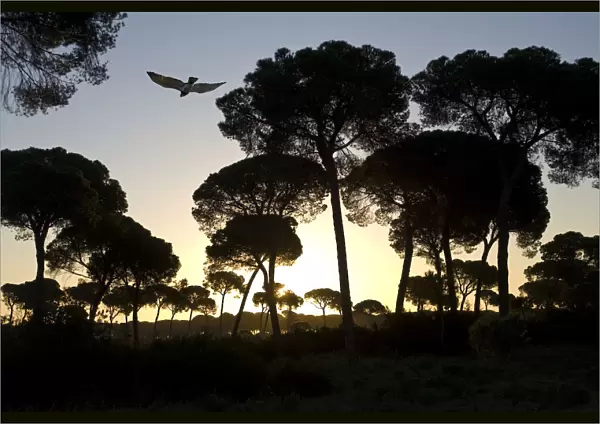 Short-toed Eagle (circaetus gallicus) flying amongst Stone Pines (Pinus pinea). Coto Donyana