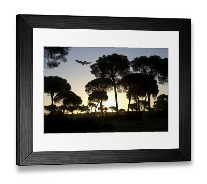 Framed Print : Short-toed Eagle (circaetus gallicus) flying amongst Stone Pines (Pinus pinea). Coto Donyana Framed Print : Short-toed Eagle (circaetus gallicus) flying amongst Stone Pines (Pinus pinea). Coto Donyana