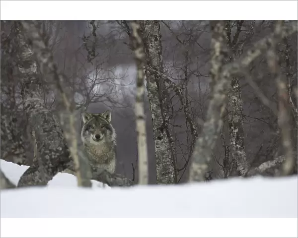 European grey wolf (Canis lupis) in snow-laden boreal birch forest, Nord-Trondelag
