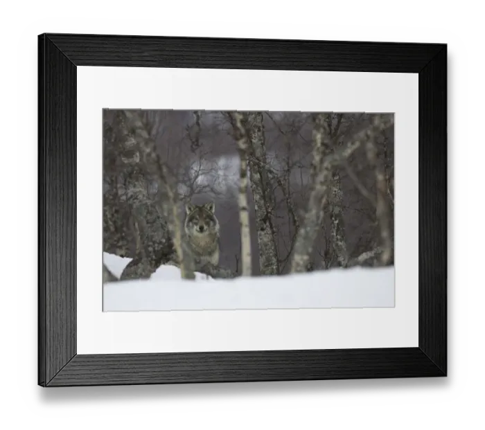 Framed Print : European grey wolf (Canis lupis) in snow-laden boreal birch forest, Nord-Trondelag Framed Print : European grey wolf (Canis lupis) in snow-laden boreal birch forest, Nord-Trondelag